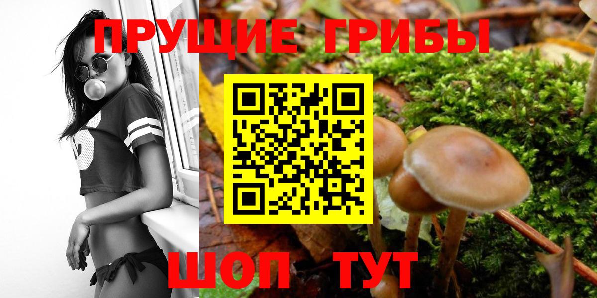 Псилоцибиновые грибы Cubensis Елизово